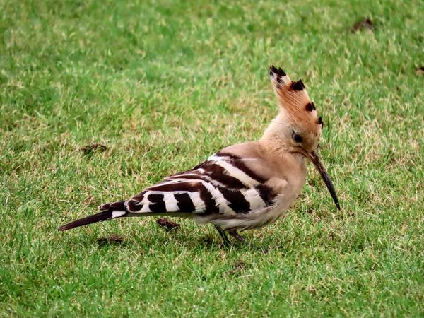 A bearded vulture has been spotted in the U.K.