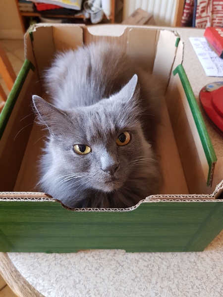 What's your DCat up to today? (Thread 8)