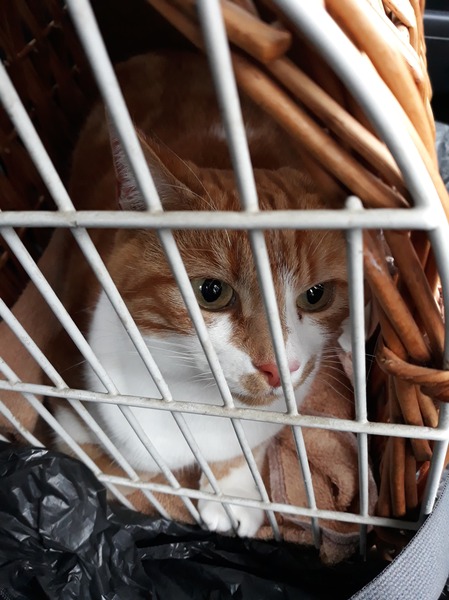 Guess the sex of the cat from their face thread