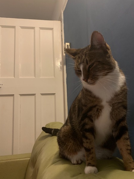 One of our cats miaows A LOT