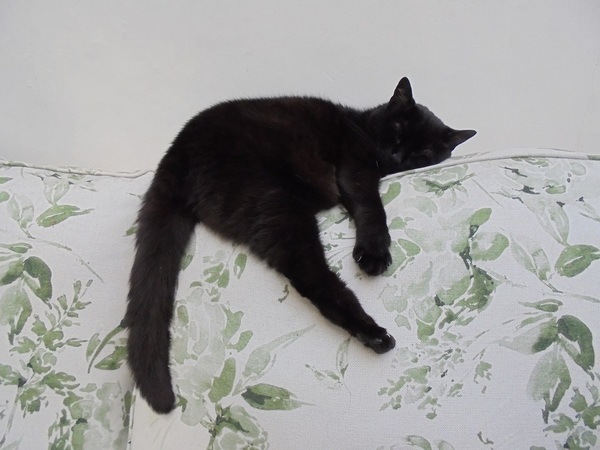 It's national black cat day today