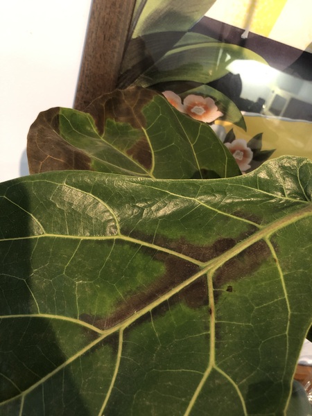 Black leaf blotches on fiddle leaf fig (pic)