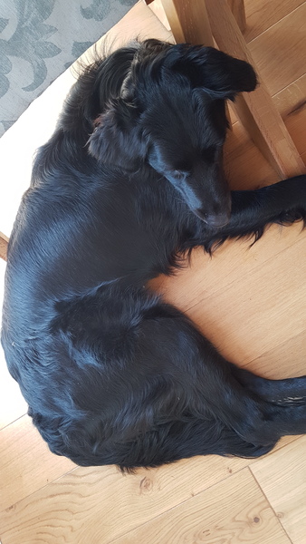 Dog is now 15 months old and I feel like a complete failure