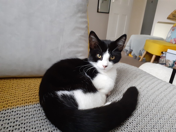 A strange cat has just climbed into my bedroom