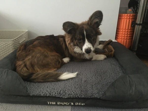 Can you recommend an amazing bed for an old boy?