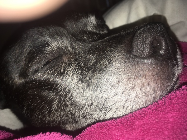 Dog Cuddles