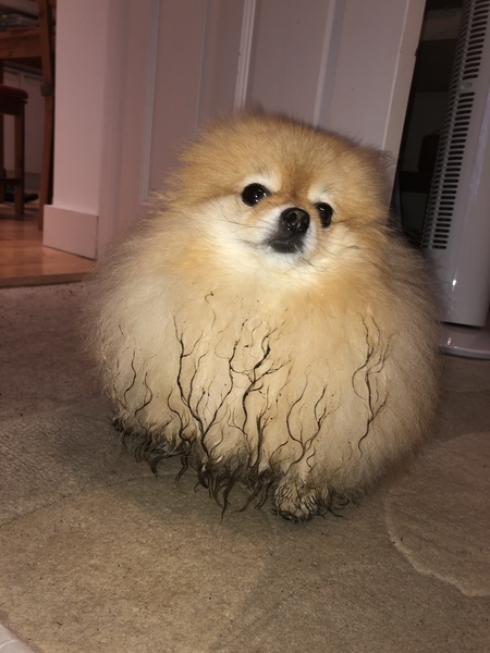 My dog is the best dog