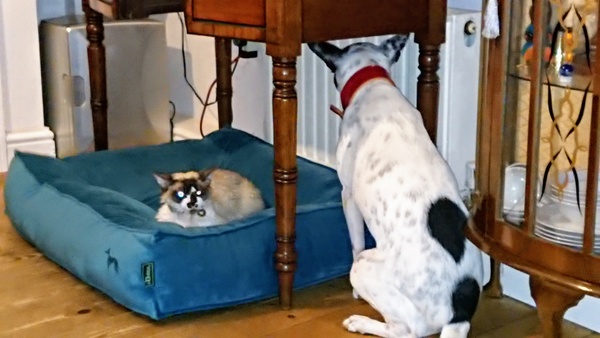 Could you please show me a really funny picture of your cat?