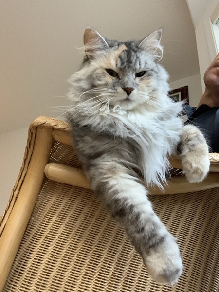 To ask you to tell me about your pets?