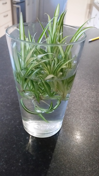How to grow my spider babies (plants!)