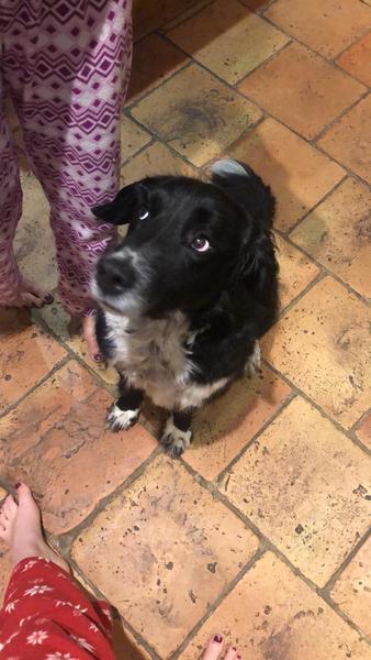 Anyone done a dna test on their dog?