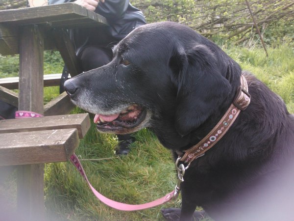 Positive stories of lovely family dogs