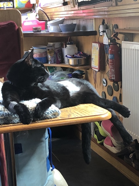 What's your DCat up to today? (Thread 8)