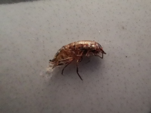 What is this bug?