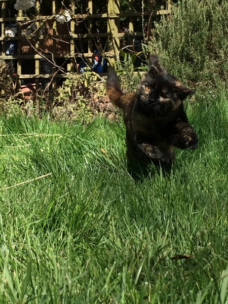 Could you please show me a really funny picture of your cat?