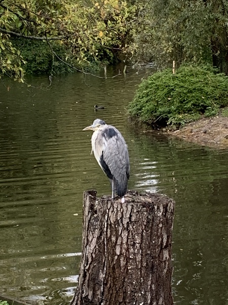 Can anyone tell me what kind of bird this is?