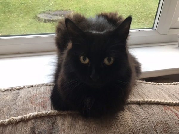 It's national black cat day today