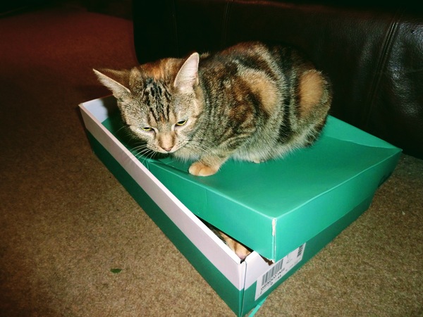 Could you please show me a really funny picture of your cat?