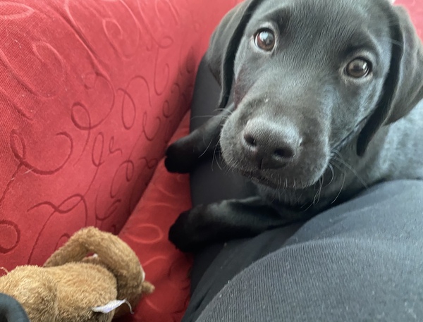 Puppy survival thread October/November!