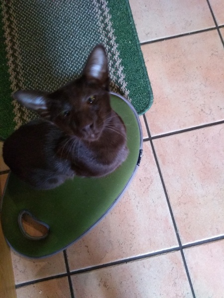 Show me your kitties