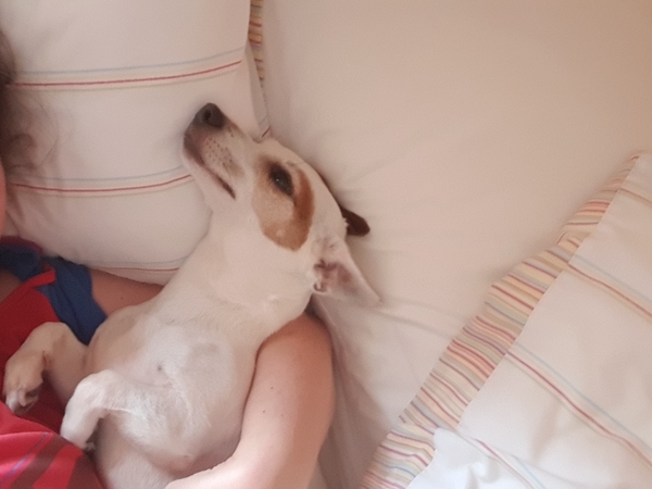 Dog Cuddles