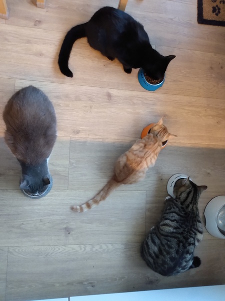 What's your DCat up to today? (Thread 8)
