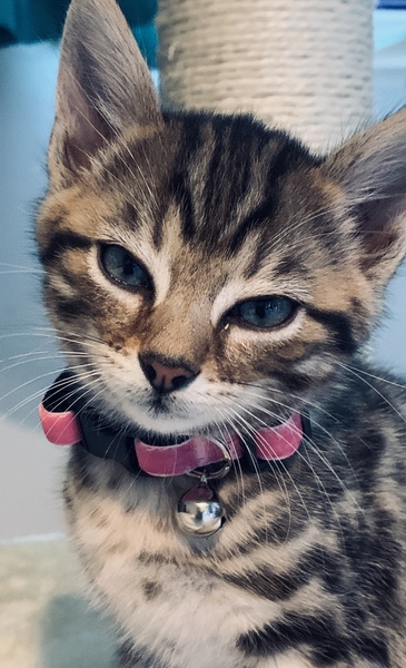 Show me your kitties