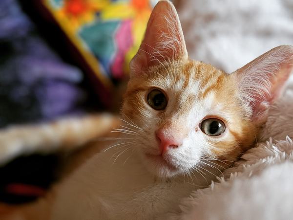 Show me your kitties