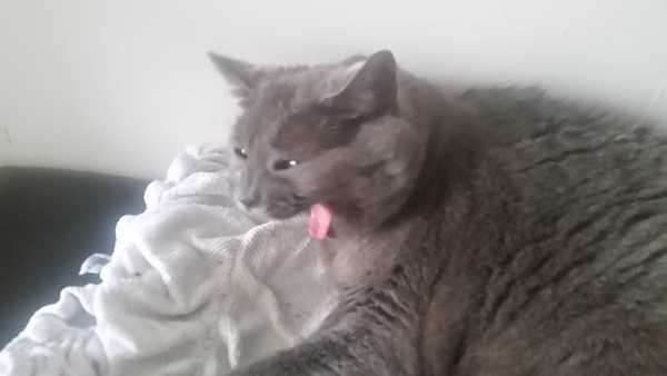 Could you please show me a really funny picture of your cat?