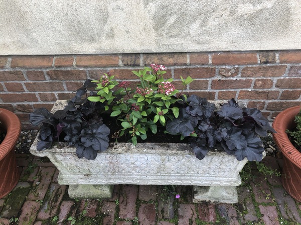 Planting ideas for troughs