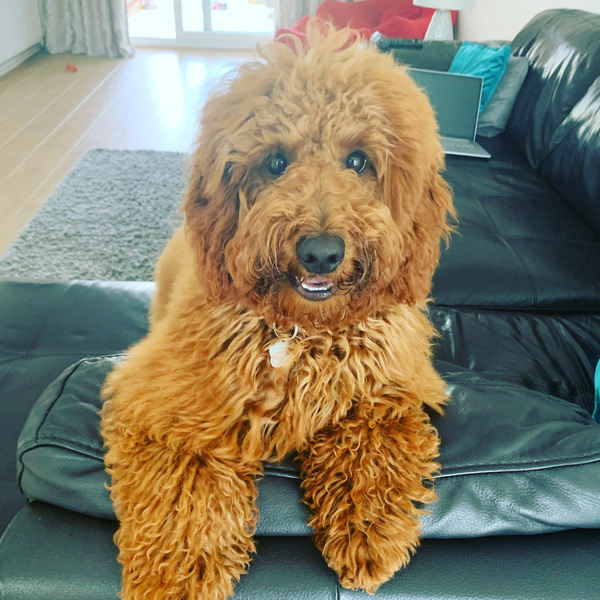 Describe your dog and let us guess the breed.