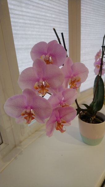 Penguin huddle 🐧🐧🐧 TTC after pregnancy loss - Thread 35 - time for some sticky BFP's