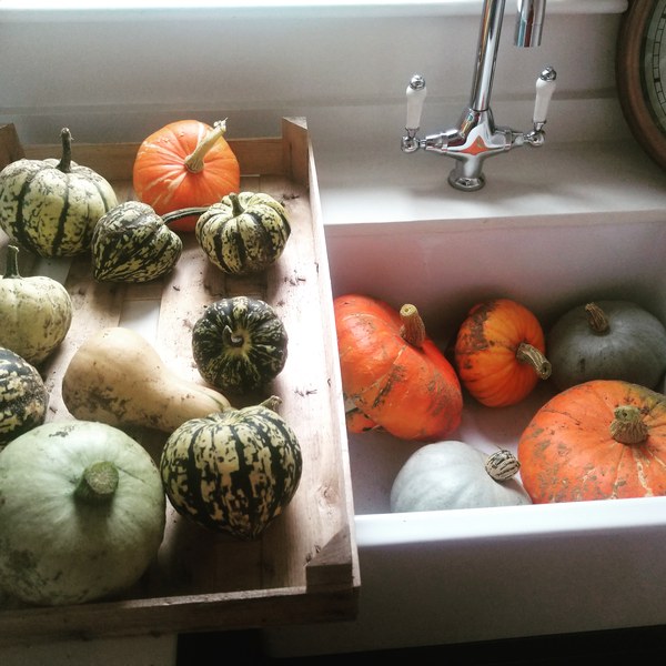 Allotment/Veg Patch Thread 16  Weather weirdness prevails !