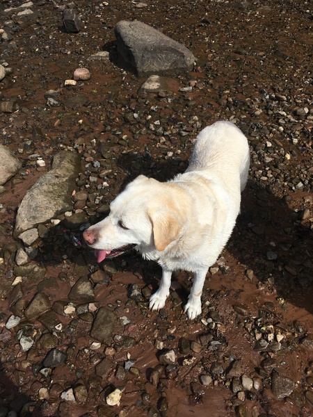 My dog is the best dog