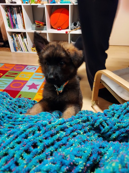 Puppy survival thread October/November!