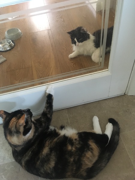 Should we get our cat a friend? Similar age or older?