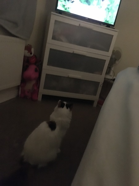 I’ve just wound the cat up