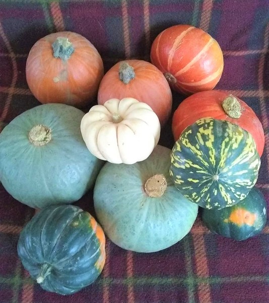 Any Witches Here? Part 12.