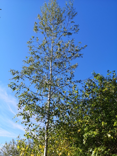 Your favourite trees