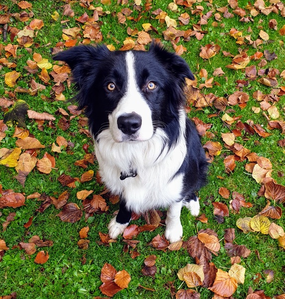If your dog or cat could say one word/phrase  in English...