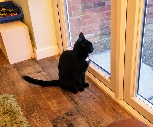 Cat complaints from Toto