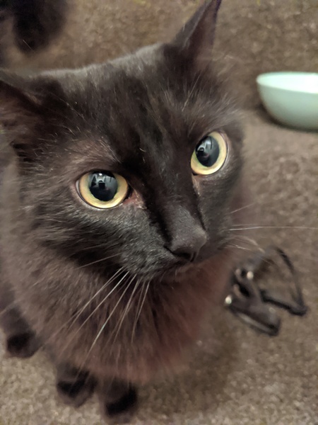 It's national black cat day today