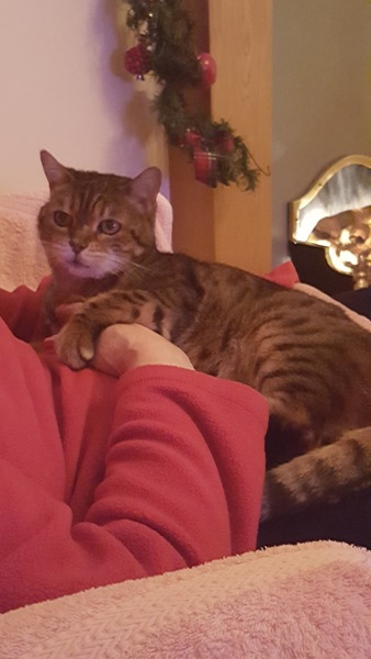 To ask you to tell me about your pets?
