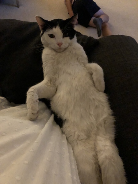Could you please show me a really funny picture of your cat?