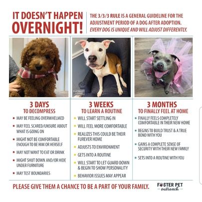 Adopted dog arriving next mth, help me prepare pls!