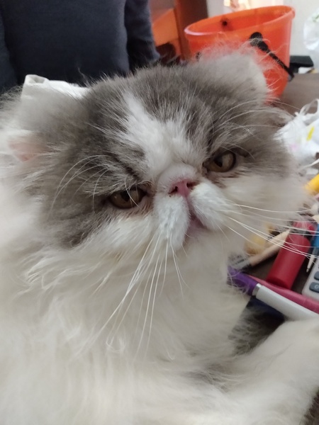Show me your kitties