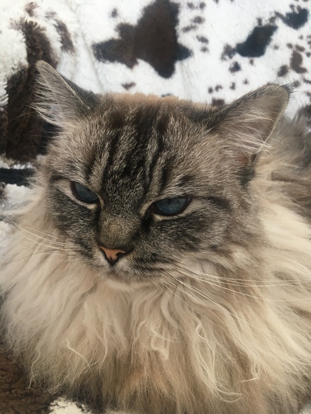 Cats. As they are so popular on here (usually), can I please ask...