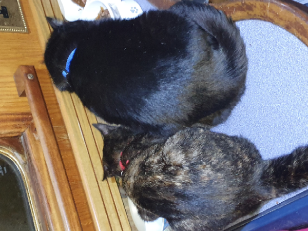 Should we get our cat a friend? Similar age or older?