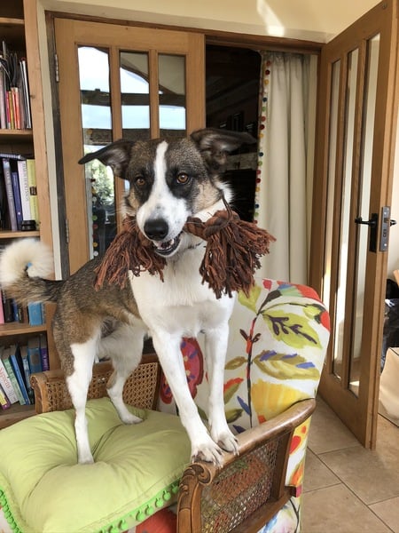 My dog is the best dog