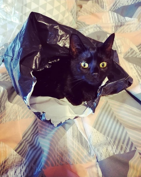 It's national black cat day today